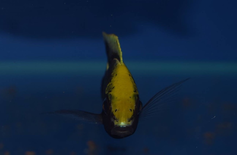 Aulonocara maylandi 'Liwewe Reef'